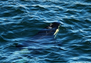 Orca surfacing at East Point. Photo by Kristen Kanes.