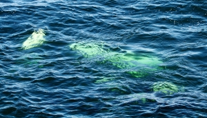 Orcas underwater
