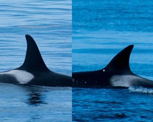 Female resident and female Bigg's orcas