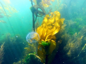 Jelly in the kelp forest near the deployment site