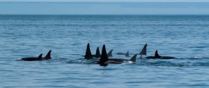 A group of resident orcas.