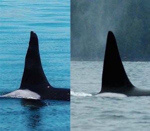 Male resident and male Bigg's orca